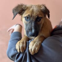 ASTRID, chienne à adopter