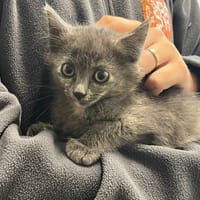 Neptune, chatte à adopter