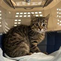 Venus, chatte à adopter