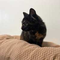 Youna, chatte à adopter