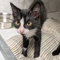 LOKI, chat à adopter