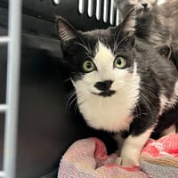 Jupiter, chat à adopter