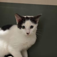 BARBAMAMA, chatte à adopter