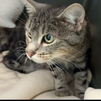 BARBOTINE, chatte à adopter