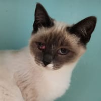 PAÏ QCT, chat à adopter