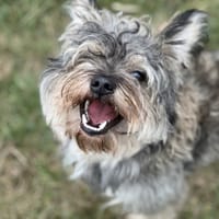 AYLAN, chien à adopter