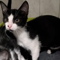 BALI, chat à adopter