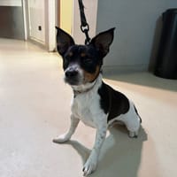 JUMPY PAA24476, chien à adopter
