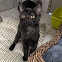 MANA, chatte à adopter