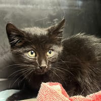 Mercure, chat à adopter