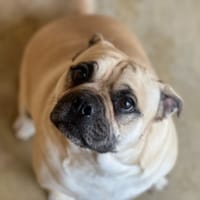 RONALDO, chien à adopter