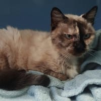 FOUILLE, chatte à adopter