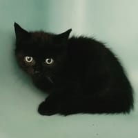MONICA, chatte à adopter