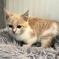 Mars, chat à adopter