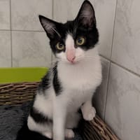 KENYA, chat à adopter