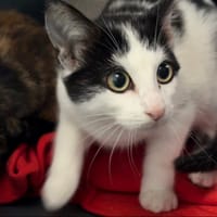 BARBALALA, chatte à adopter