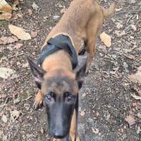 Fuego PAA24464, chien à adopter