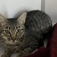 Maria, chatte à adopter