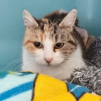 Cerise, chatte à adopter