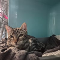 Felix, chat à adopter