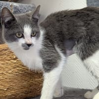 GRISETTE, chatte à adopter