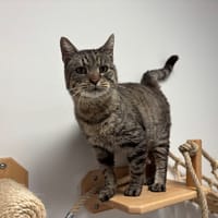 VANS, chat à adopter