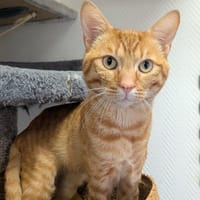 GERMAIN, chat à adopter