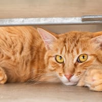 Dumbo, chat à adopter