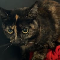 BARBELLE, chatte à adopter