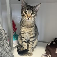 Justin, chat à adopter