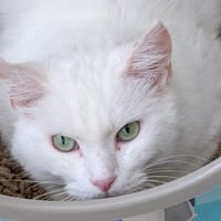 TAURINE, chat à adopter