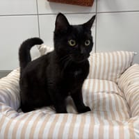 BLIZZ, chat à adopter