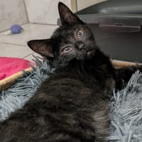YUZU, chat à adopter