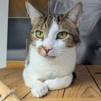 SPEED, chat à adopter