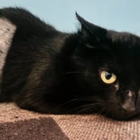 MARQUISE, chatte à adopter
