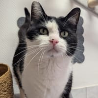 BEBE, chat à adopter