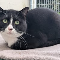 VENUSIO, chat à adopter