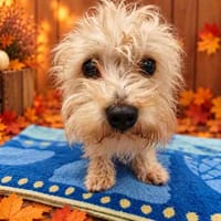 CHARLY VAA, chien à adopter