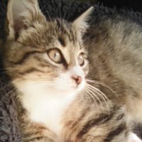 Gribouille, chatte à adopter