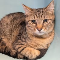 Jake, chat à adopter