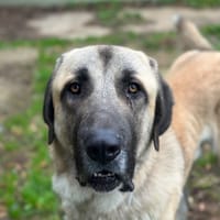 BOUCHMAN CHAO, chien à adopter
