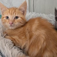 BRAISE, chat à adopter