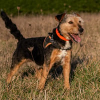 LOUGI, chien à adopter