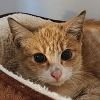 POMPIDOU, chat à adopter