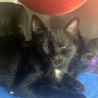 MARGUERITE, chatte à adopter