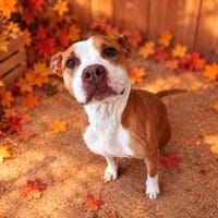 KAILA VAA, chienne à adopter