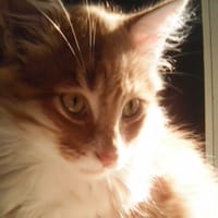 Punky, chat à adopter