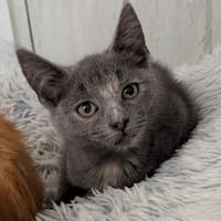 OPIUM, chatte à adopter