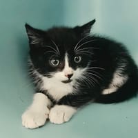 ROSS, chat à adopter