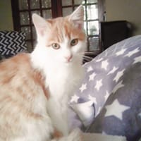 Rouky, chat à adopter